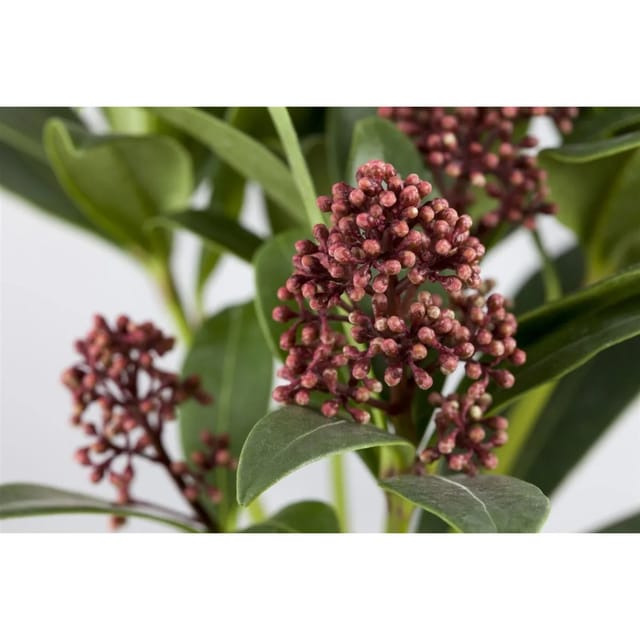 Skimmia Japonica Rubella Immergrün Rote Knospen 25–30 cm