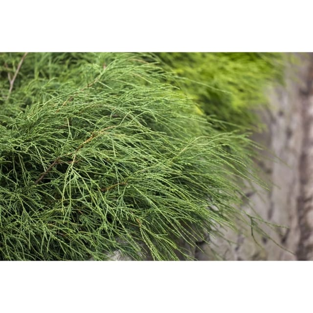 Chamaecyparis Pisifera Filifera Nana Zwerg-Scheinzypresse 20–25 cm