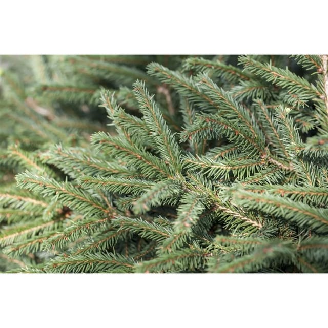 Picea Abies Nidiformis Nestfichte 15–20 cm