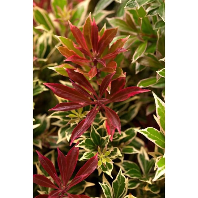 Pieris Japonica Flaming Silver Japanische Lavendelheide 20–25 cm