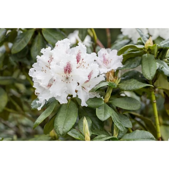 Rhododendron Hybr. Schneeauge Weiß 40–50 cm