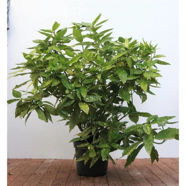 Aucuba Japonica Variegata Japanische Aukube Buntes Laub 80–100 cm