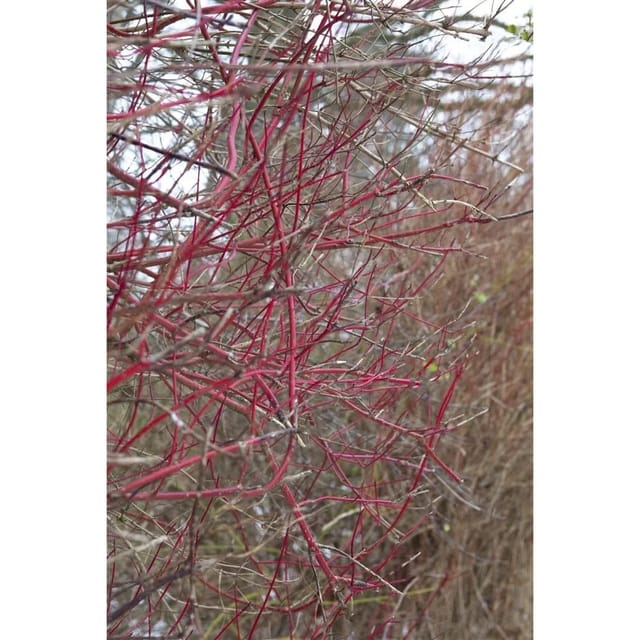 Cornus Alba Sibirica Hartriegel Leuchtend Rot 150–200 cm
