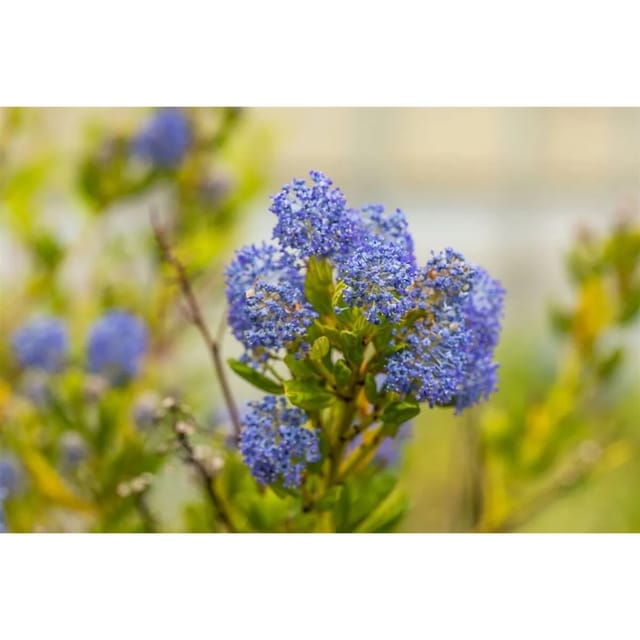 Ceanothus Impressus Victoria Kalifornischer Flieder Blau 30–40 cm