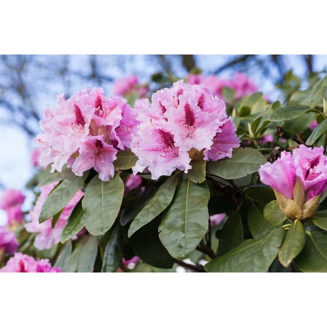 Rhododendron Hybr. Holstein Rhododendron Rot 30–40 cm