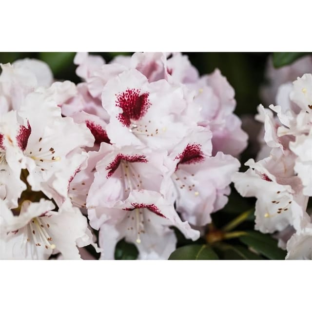 Rhododendron Hybr. Graffito Inkarho Rosa Blüten 90–100 cm