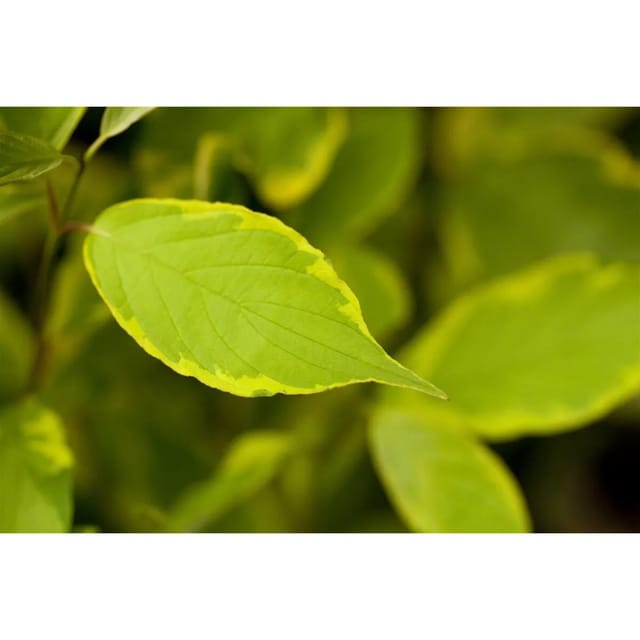 Cornus Alba Spaethii Hartriegel Gelb-Grün 100–150 cm