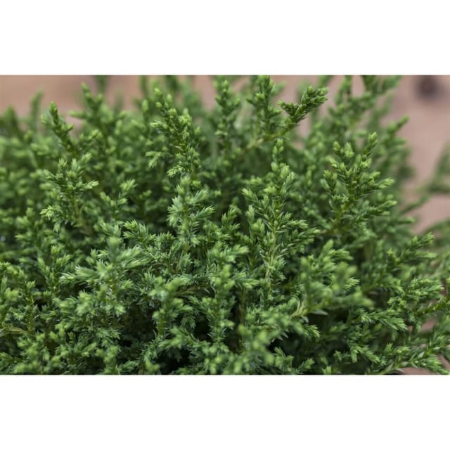 Chamaecyparis Pisifera Plumosa Compressa Zwerg-Scheinzypresse 15–20 cm
