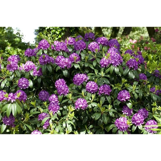 Rhododendron Catawbiense Grandiflorum Lila Blüten 80–90 cm