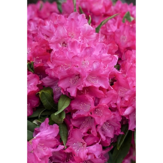 Rhododendron Makinoi Diamant Rhododendron 30–40 cm