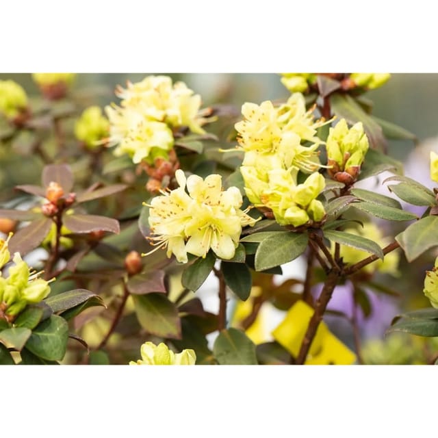 Rhododendron Hanceanum Princess Anne Gelb 25–30 cm
