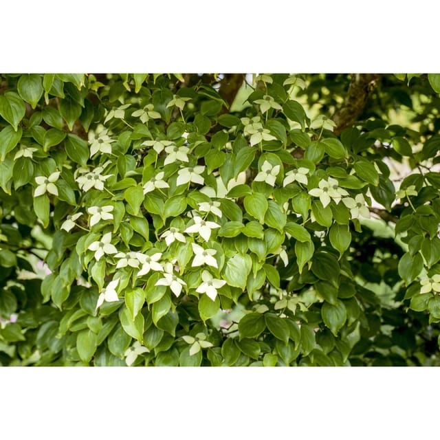 Cornus Kousa Chinensis Kreuzdame Chinesischer Blumen-Hartriegel 60–80 cm