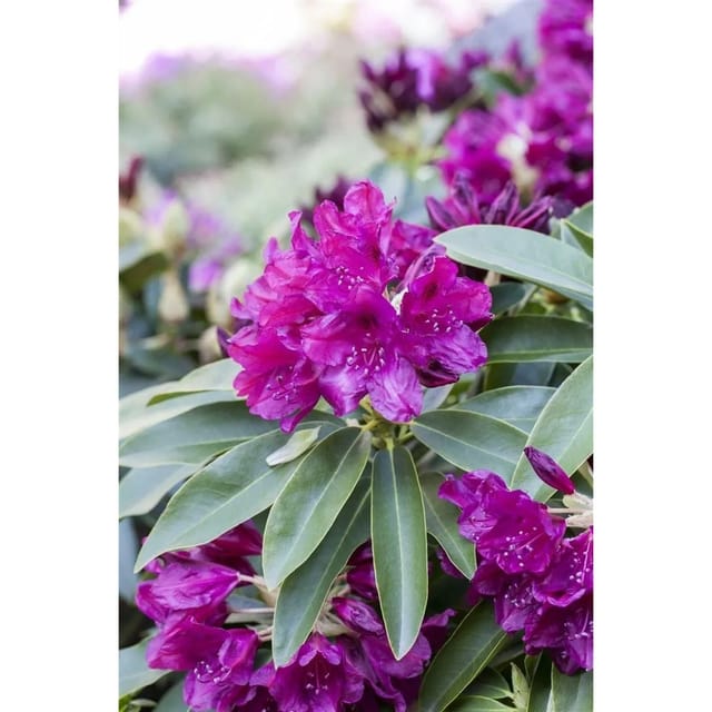 Rhododendron Hybr. Old Port Rhododendron Purpurrot 100–120 cm
