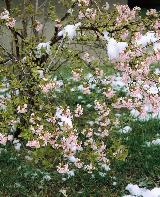Viburnum Farreri Duft-Schneeball Weiß-Rosa 60–80 cm