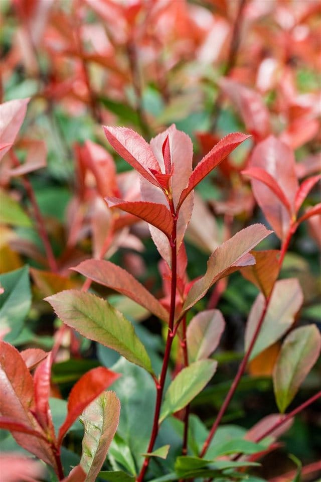 Photinia Fraseri Devils Dream® Glanzmispel Rot 40–60 cm