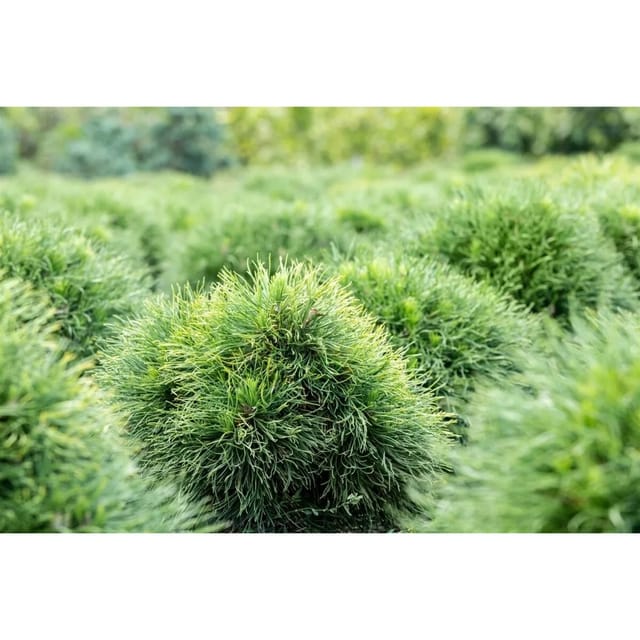 Pinus Strobus Minima Weymouth-Kiefer Kompakt 30–40 cm