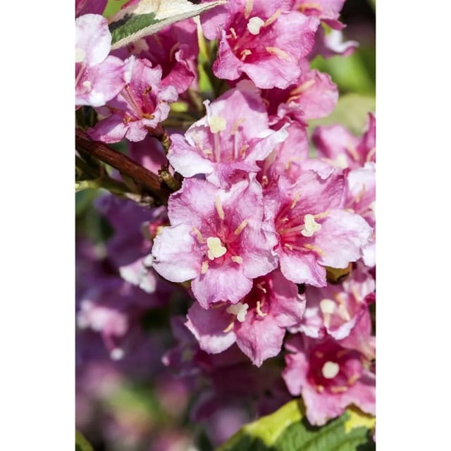 Weigela Florida Nana Variegata Weigelie Buntlaubig 40–60 cm