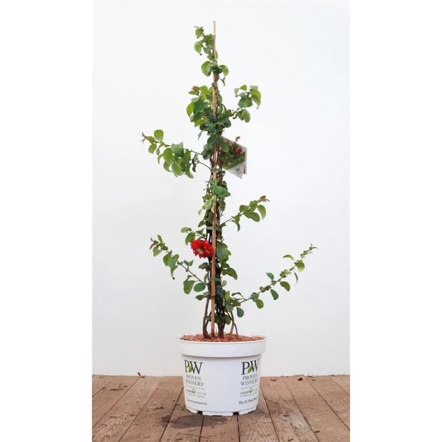 Chaenomeles Pink Storm ® Zierquitte Rosa Blüten 80–100 cm