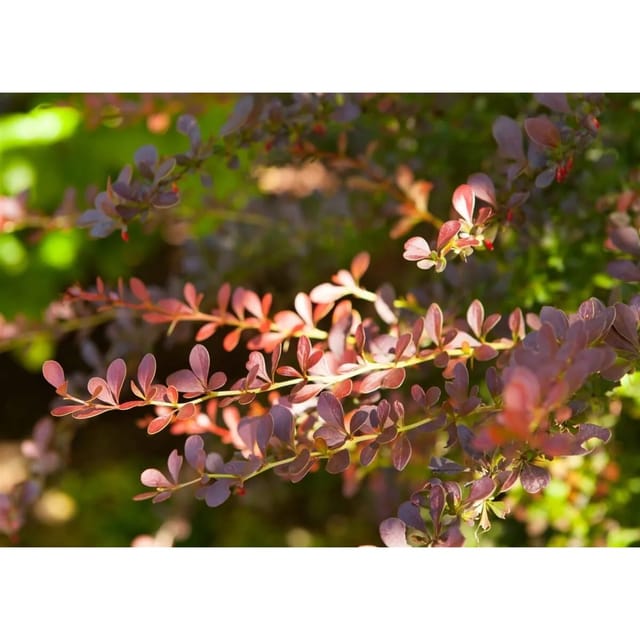Berberis Thunbergii Atropurpurea Blutberberitze Purpurrot 100–125 cm