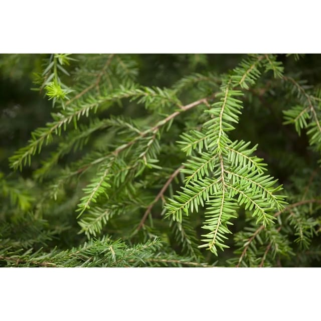Tsuga Canadensis Kanadische Hemlocktanne 125–150 cm
