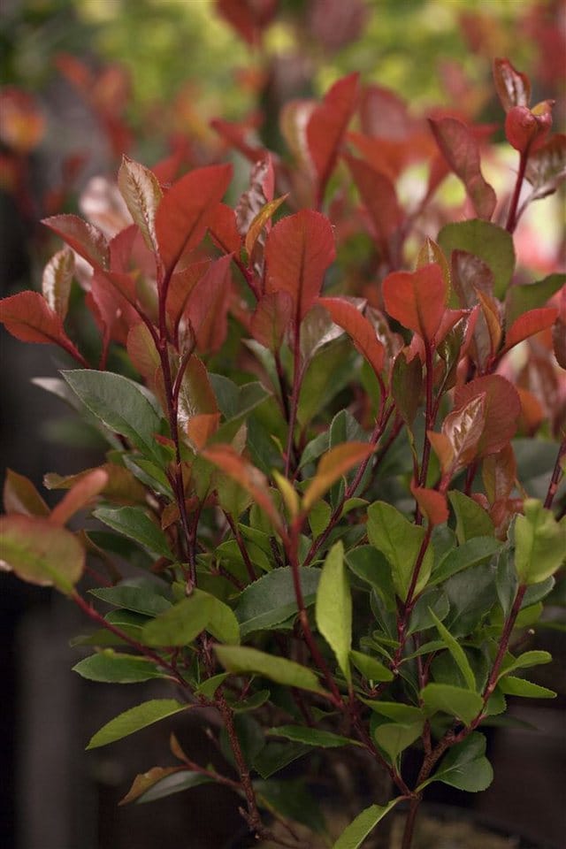 Photinia Fraseri Little Red Robin Glanzmispel Rot 20–30 cm