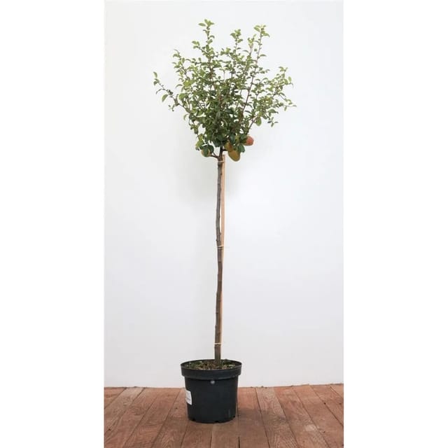 Chaenomeles Friesdorfer Typ 205 Zierquitte 80 cm Stammhöhe