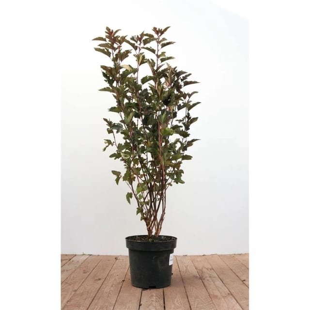 Physocarpus Opulifolius Summer Wine Blasenspiere Rotlaubig 80–100 cm