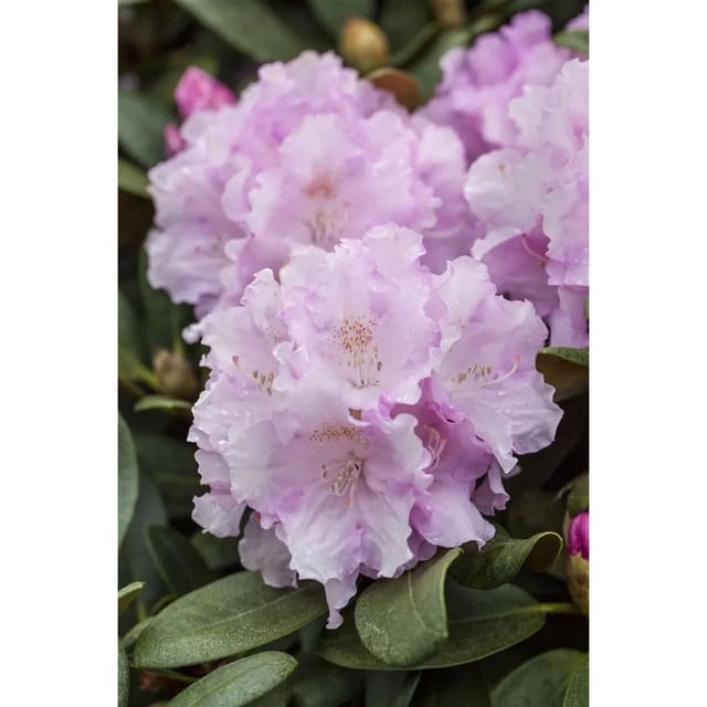 Rhododendron Yakushimanum Silberwolke Weiß 50–60 cm