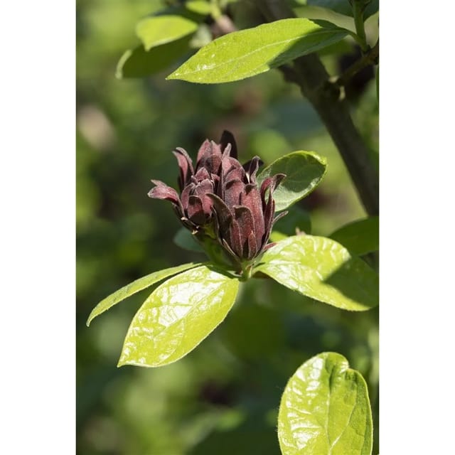 Calycanthus Floridus Gewürzstrauch Aromatisch 100–125 cm