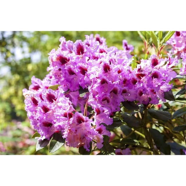 Rhododendron Hybr. Kabarett Inkarho Rot-Weiß 50–60 cm