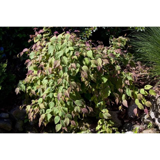 Corylopsis Spicata Duft-Heckenkirsche Gelb 60–80 cm