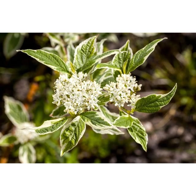 Cornus Alba Sibirica Variegata Hartriegel Buntlaubig 100–125 cm