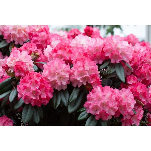 Rhododendron Yakushimanum Fantastica Rosa-Rot 60 cm Stammhöhe