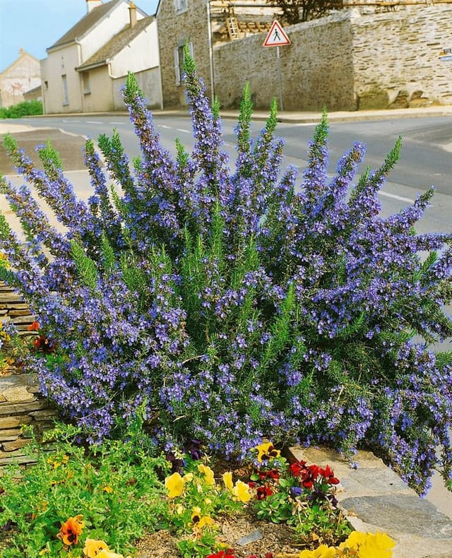 Rosmarinus Officinalis Corsican Blue Rosmarin Blau Ca. 9x9 cm Topf