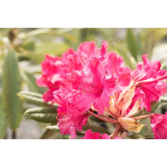 Rhododendron Smirnowii Weinlese Purpurrot 60–70 cm