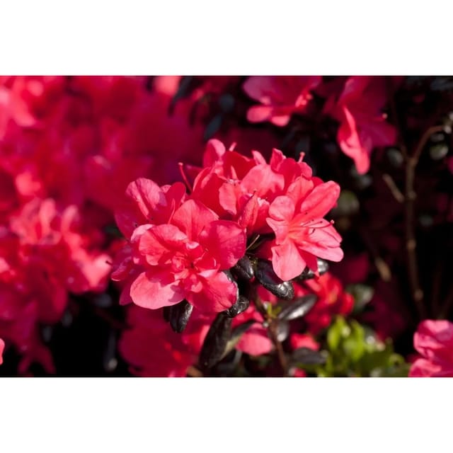 Rhododendron Obtusum Maruschka Rot 30–40 cm