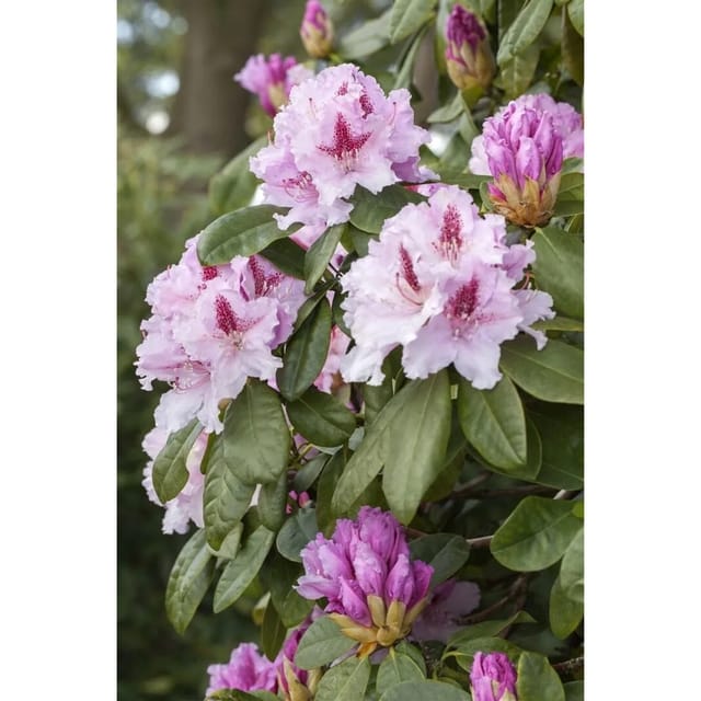 Rhododendron Hybr. Progres Rhododendron 80–90 cm Rosa Blüten