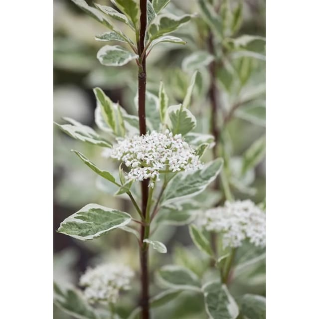 Cornus Alba Elegantissima Weißer Hartriegel Buntlaubig 125–150 cm