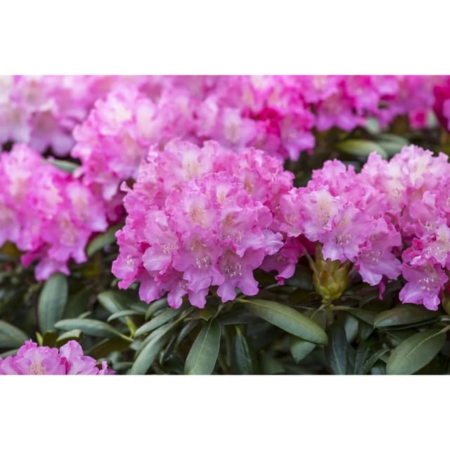 Rhododendron Hybr. Anastasia Rhododendron Rosa Blüten 40–50 cm