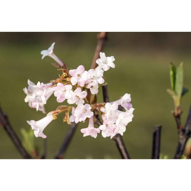 Viburnum Bodnantense Charles Lamont Duftschneeball Rosa 40–60 cm
