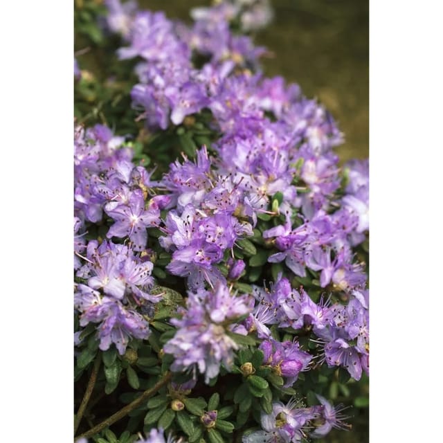 Rhododendron Impeditum Blaue Mauritius Zwerg-Rhododendron Blau 20–25 cm