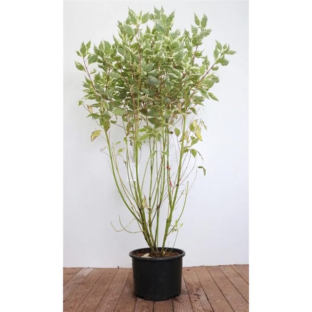 Cornus Alba Elegantissima Weißer Hartriegel 100–125 cm
