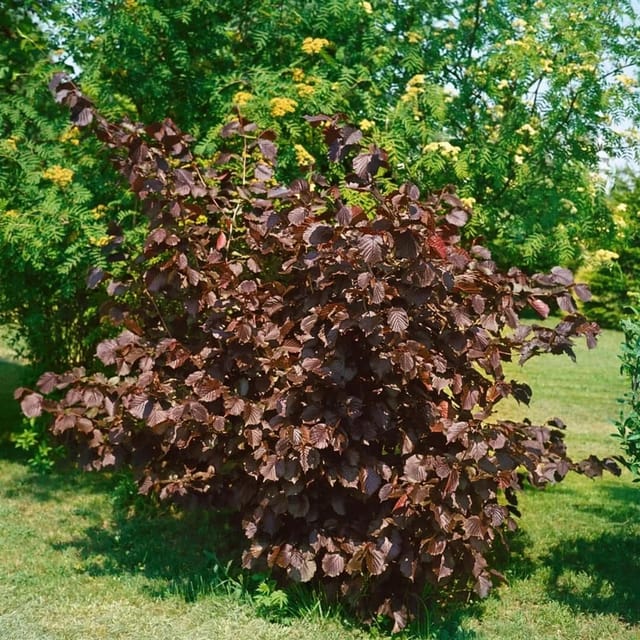 Corylus Maxima Purpurea Purpur-Hasel 60–100 cm