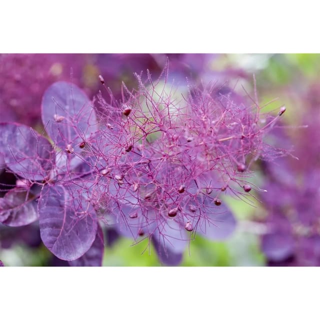 Cotinus Coggygria Royal Purple Perückenstrauch Purpurrot 60 cm Stammhöhe