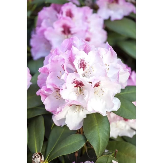 Rhododendron Yakushimanum Nicoletta Rosa Blüten 70–80 cm Stammhöhe