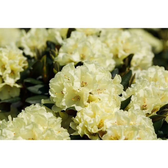 Rhododendron Hybr. Stadt Westerstede Gelb 80–90 cm