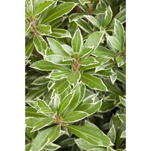 Pieris Japonica Little Heath Japanische Lavendelheide 20–25 cm