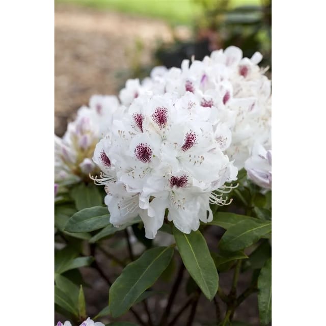 Rhododendron Hybr. Schneebukett Weiß 30–40 cm