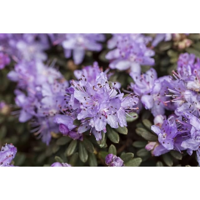 Rhododendron Impeditum Zwerg-Rhododendron Lila 40–50 cm