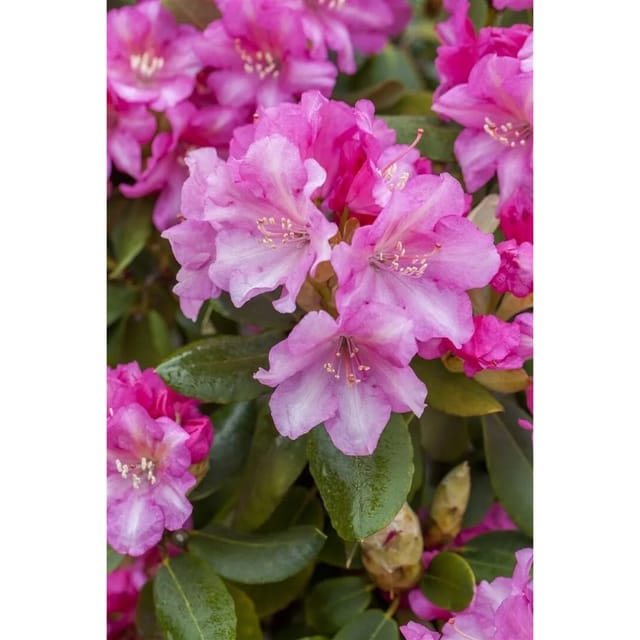 Rhododendron Yakushimanum Blurettia Inkarho Rosa 30–40 cm